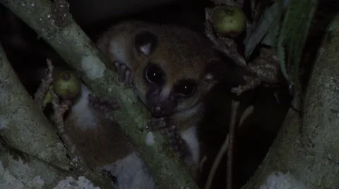 Greater Dwarf Lemur sit in rainforest tree looking around in the night Stock Footage 54156960