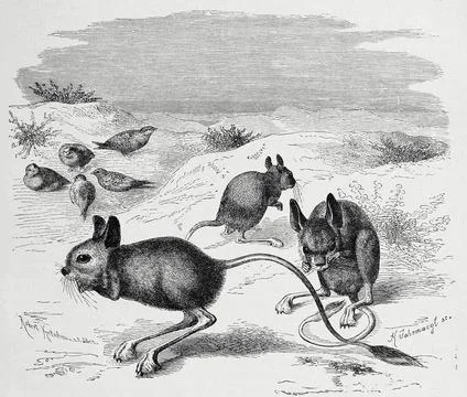 Greater egyptian jerboa Jaculus orientalis is a rodent of the jumping mouse Stock Illustration