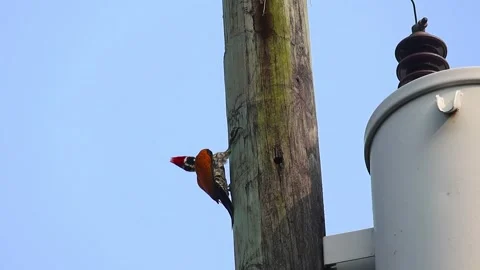 Greater Flameback pecking utility pole against bright blue sky. Stock Footage 320588151