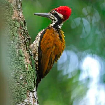 Greater flameback Stock Photos