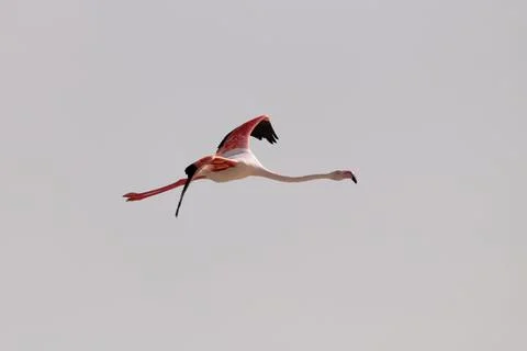 Greater flamingo in flight with it's neck stretched out Stock Photos