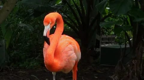 Greater flamingo Stock Footage 12208085