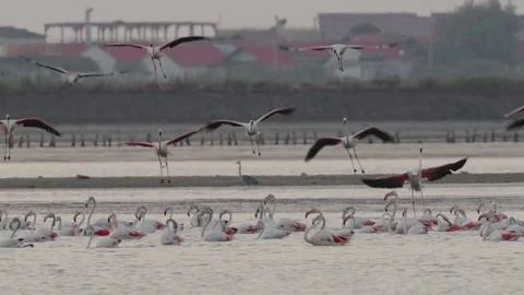 Greater Flamingo Stock Footage 317936337