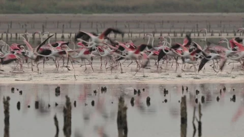Greater Flamingo Stock Footage 317936422