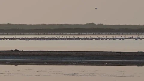 Greater Flamingo Stock Footage 317936504