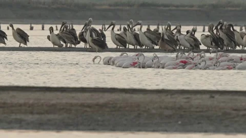 Greater Flamingo Stock Footage 317936623