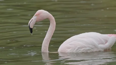 Greater Flamingo Stock Footage 317936720