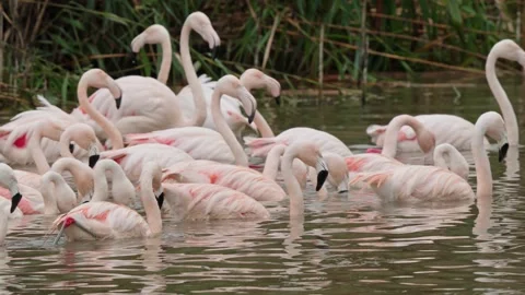 Greater Flamingo Stock Footage 317936731
