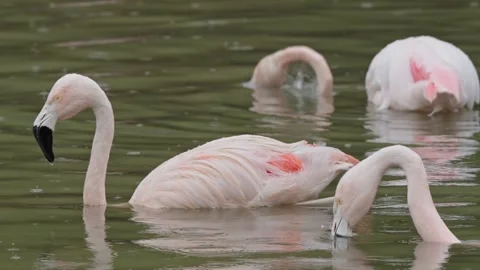 Greater Flamingo Stock Footage 317936792