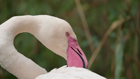 Greater Flamingo Stock Footage 317937006