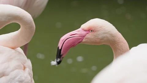 Greater Flamingo Stock Footage 317937052