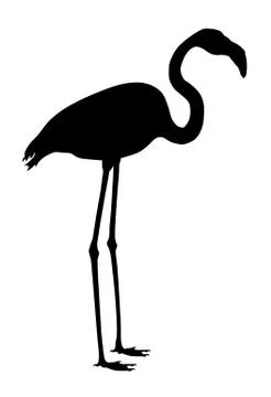 Greater flamingo Stock Illustration