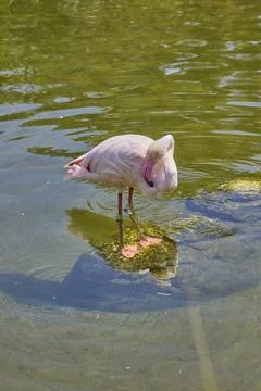 Greater flamingo preening feathers while standing in shallow water Stock Photos