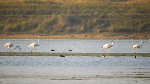 Greater Flamingo Walking In Queue Video stock 219229764