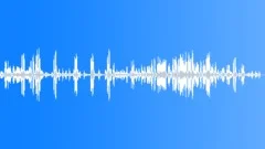 Greater flamingos calling Sound Effect