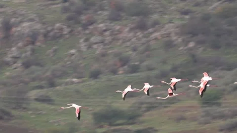 Greater Flamingos flying Stock Footage 302899429