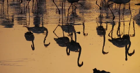 Greater Flamingos, Phoenicopterus roseus,Pont De Gau,Camargue, France Stock Footage