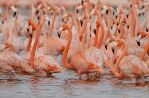 Greater Flamingos Stock Photos