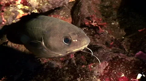 Greater forkbeard Vídeo Stock 42889717