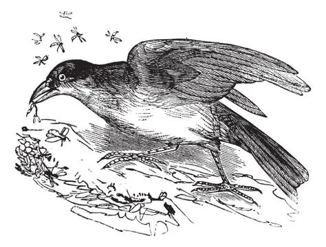 Greater Honeyguide or Indicator indicator vintage engraving Stock Illustration