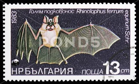 Greater Horse-shoe Bat (Rhinolophus ferrum equinum), Protected animals serie, Stock Photos