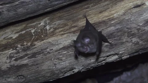 Greater horseshoe bat Stock Footage 145804760
