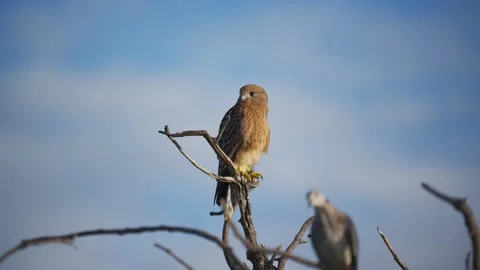 Greater Kestrel perching on dead tree branch in national park with Cape turtle d Stock Footage 331939169