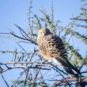 Greater Kestrel Stock Photos