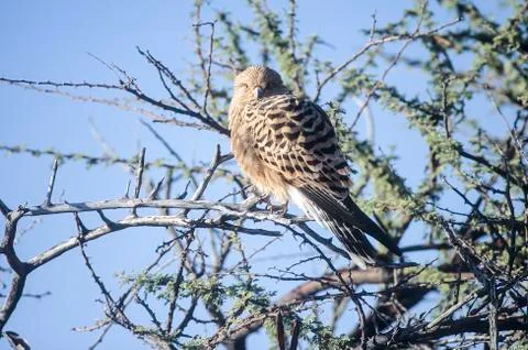Greater Kestrel Stock Photos