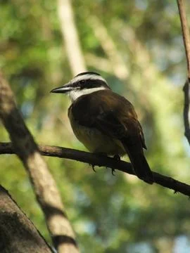 Greater Kiskadee Perching Foto stock