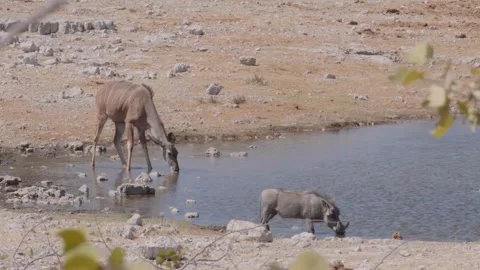 Greater Kudu And Warthog Drinking Water Together At A Pond 動画素材 336227461