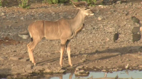 Greater Kudu Vidéo 344756