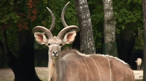 Greater Kudu 库存影片 628595