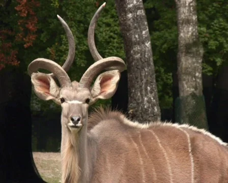 Greater Kudu 스톡 동영상 628620
