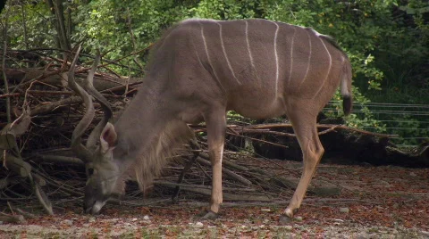 Greater Kudu 库存影片 629247