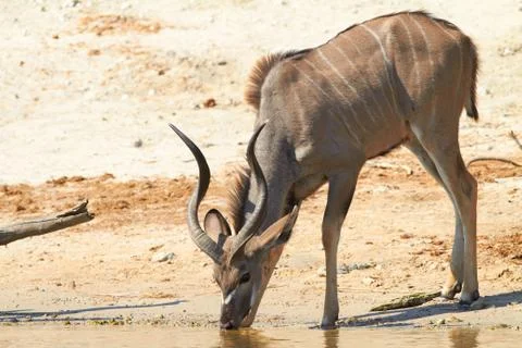 Greater kudu Stock Photos