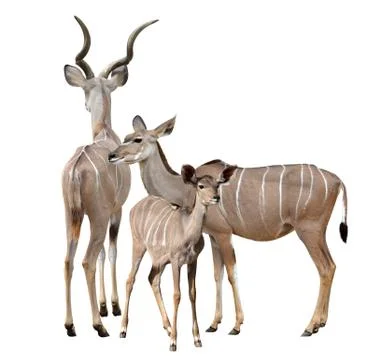 Greater kudu Stock Photos