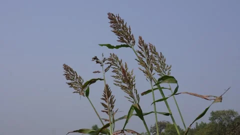 Greater Millet Sorghum Vidéo 332584955