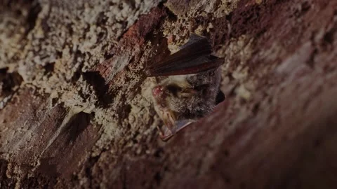 Greater mouse-eared bat getting up just after hibernation in underground. Stock Footage 321555883