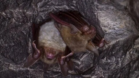 Greater mouse-eared bat group M. myotis hanging upside down and waking Stock Footage 266958013