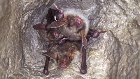 Greater mouse-eared bat group M. myotis hanging upside down and waking Stock Footage 267734930