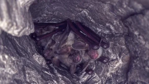 Greater mouse-eared bat group M. myotis hanging upside down and waking Stock Footage 267774797