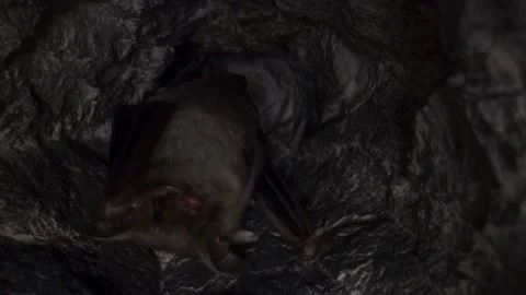 Greater mouse-eared bat group cleaning paw by licking just after hibernation Stock Footage 316963600