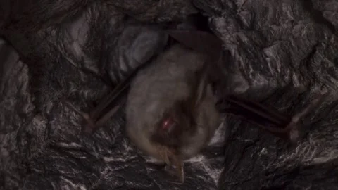 Greater mouse-eared bat group cleaning paw with claws by licking to combing hair Stock Footage 316963615