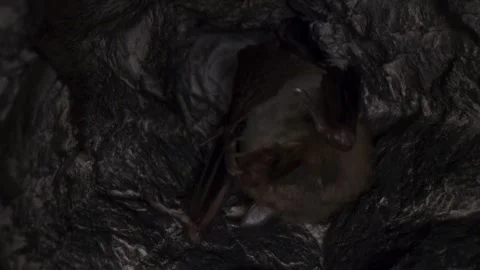 Greater mouse-eared bat group cleaning paw by licking just after hibernation Stock Footage 316963619