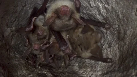 Greater mouse-eared bat group cleaning paw by licking just after hibernation Stock Footage 316979873