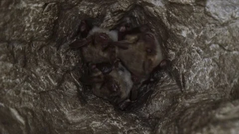 Greater mouse-eared bat group upside down in mine looking around after hibernate Stock Footage 317363130