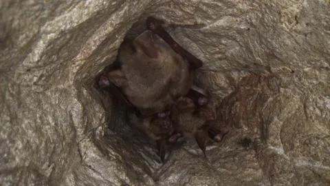 Greater mouse-eared bat group upside down in cave waking up after hibernation Stock Footage 318115032