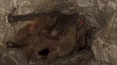 Greater mouse-eared bat group looking around in hole of mine after hibernating Stock Footage 321063850