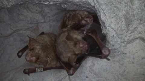 Greater mouse-eared bat in group cleaning wing by licking and falling asleep Stock Footage 321372620